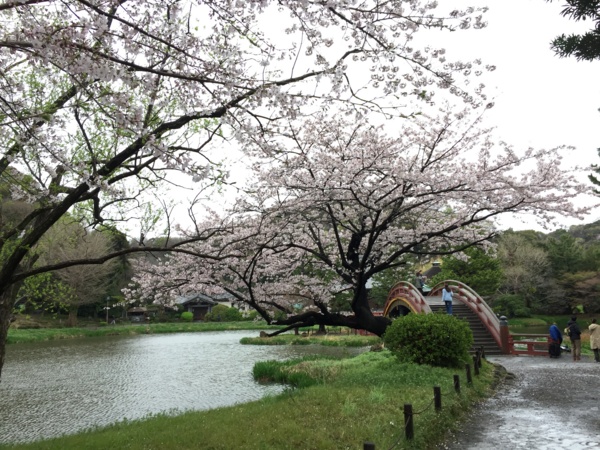 [桜][Garden]