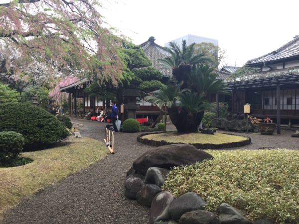 [桜][Garden]