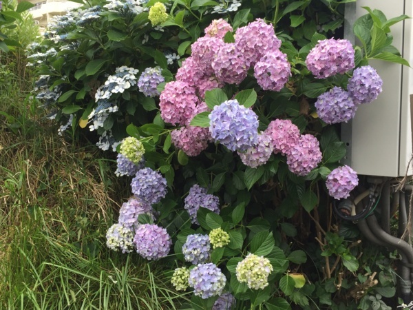 f:id:airgyan:20170706000327j:image f:id:airgyan:20170706000327j:image