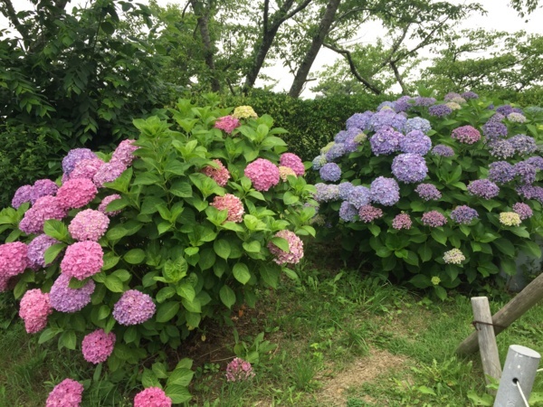 f:id:airgyan:20170801231628j:image f:id:airgyan:20170801231628j:image