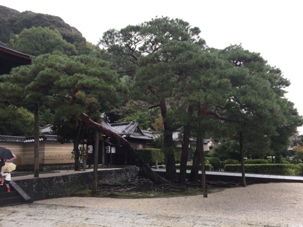 [浜松静岡][Garden]