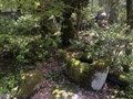 [Garden]