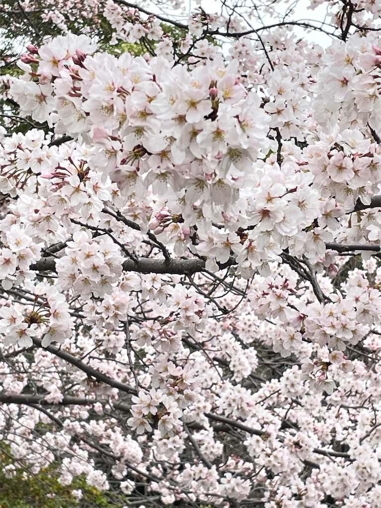f:id:aironbiizumiyu:20220330114452j:image