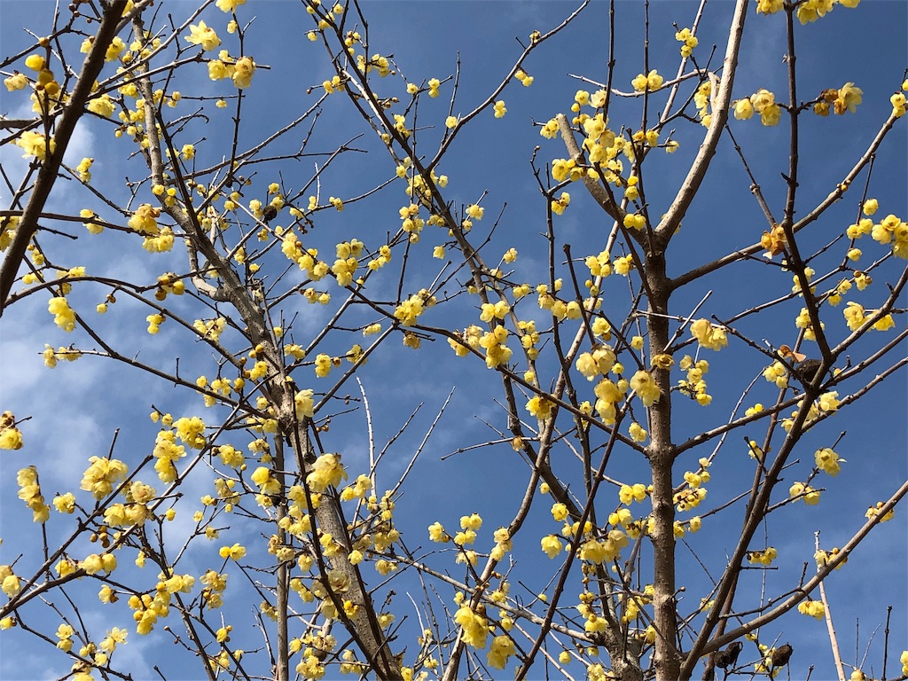 f:id:airura:20190211211924j:image f:id:airura:20190211211924j:image