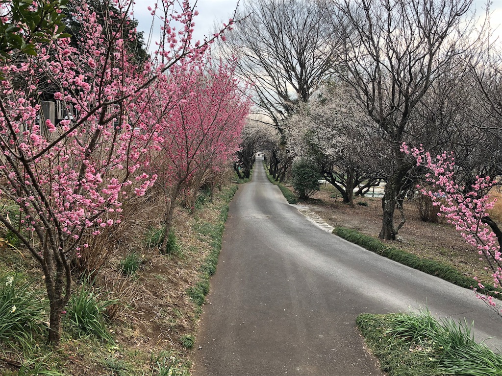 f:id:airura:20190216163003j:image f:id:airura:20190216163003j:image