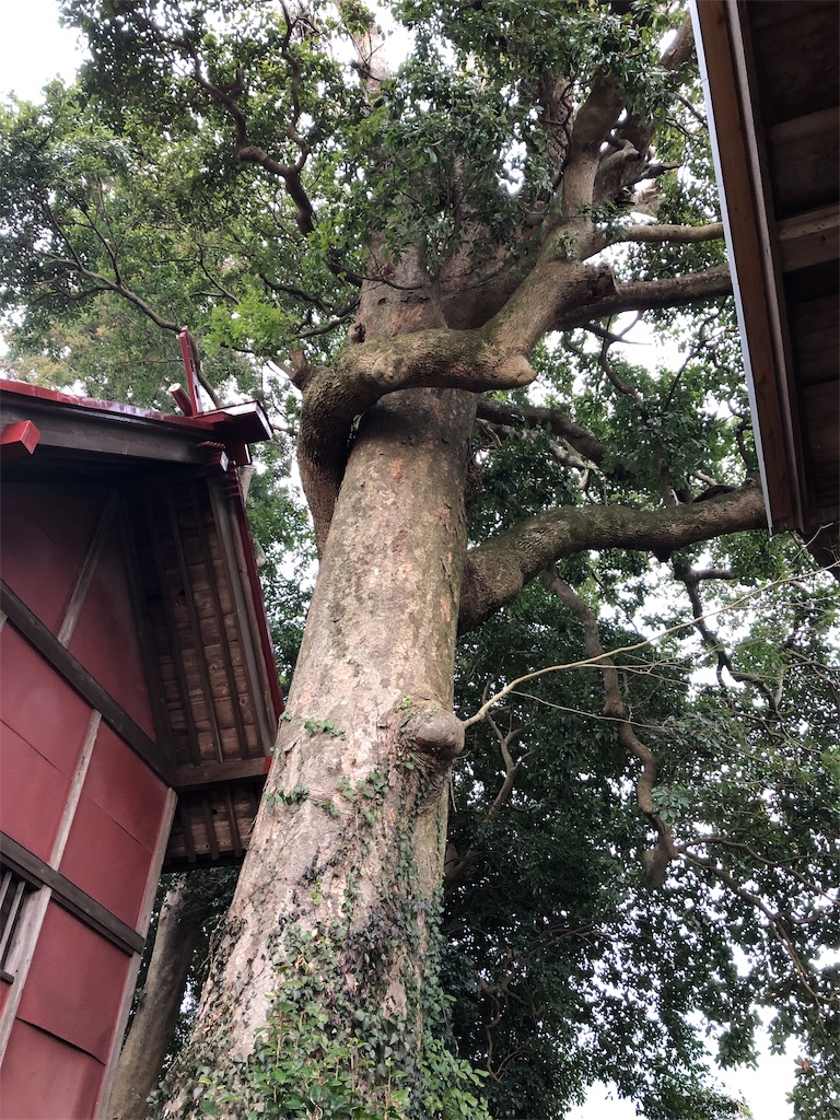 f:id:airura:20190216224029j:image f:id:airura:20190216224029j:image