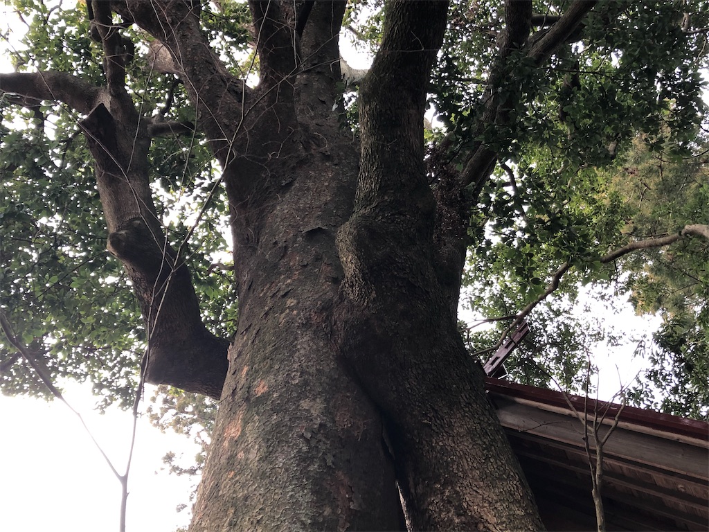 f:id:airura:20190216224819j:image
