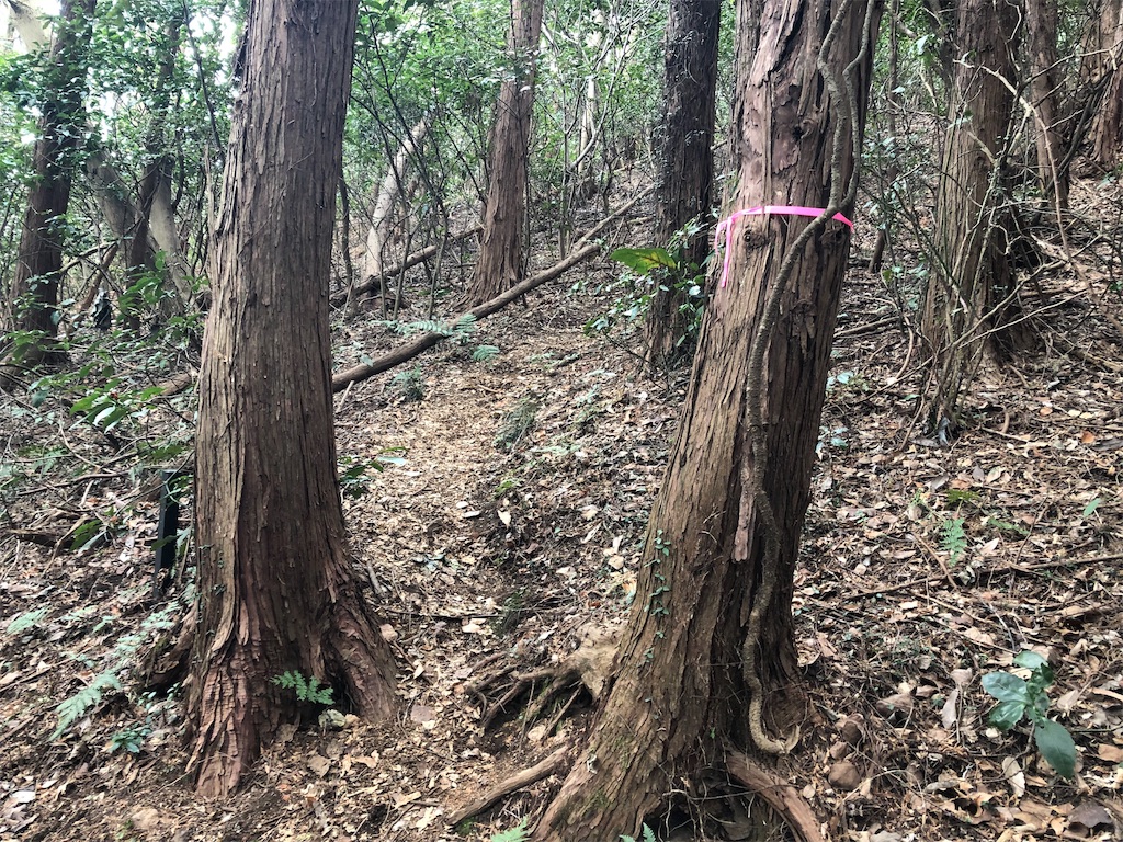 f:id:airura:20190218152057j:image f:id:airura:20190218152057j:image