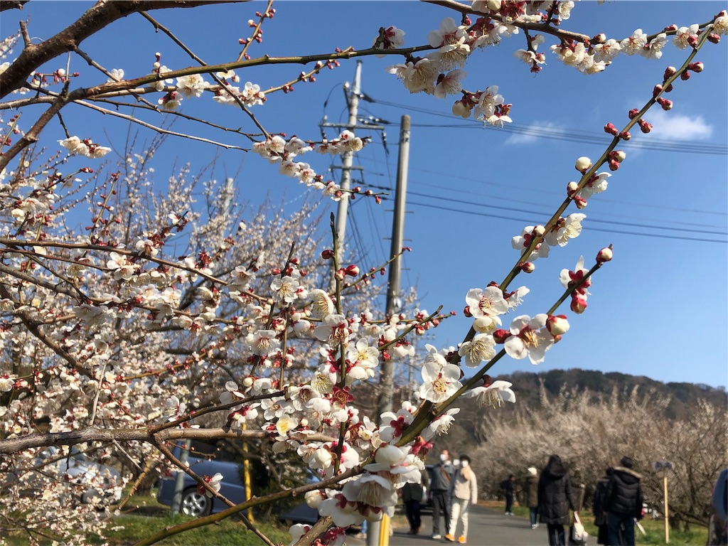 f:id:airura:20190218153123j:image f:id:airura:20190218153123j:image