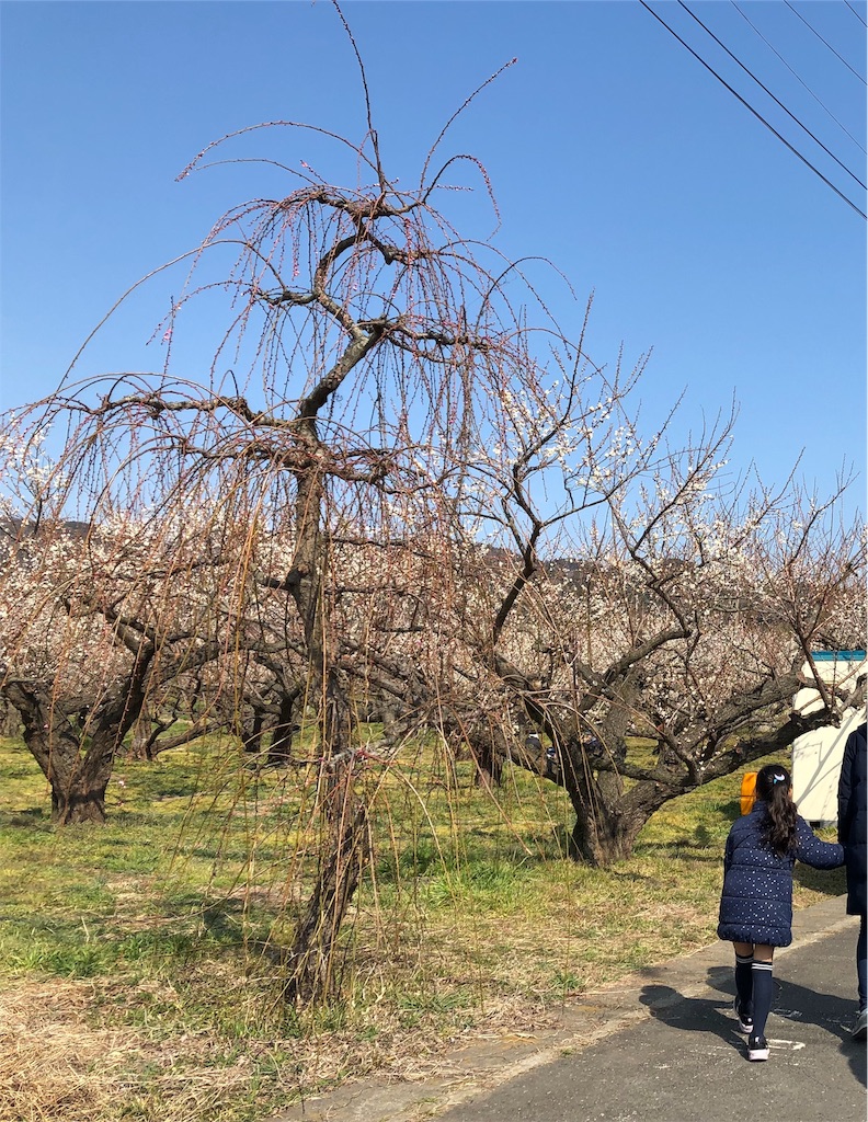 f:id:airura:20190218153238j:image f:id:airura:20190218153238j:image