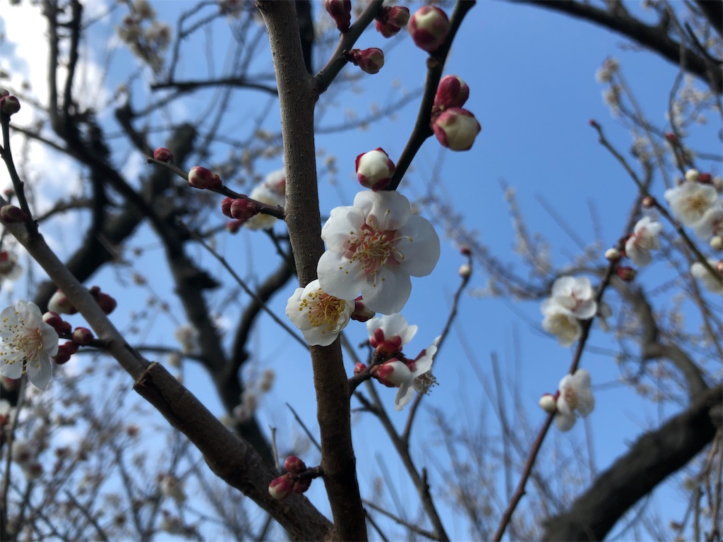 f:id:airura:20190218154419j:image f:id:airura:20190218154419j:image