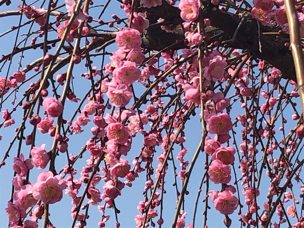 f:id:airura:20190218154651j:image f:id:airura:20190218154651j:image