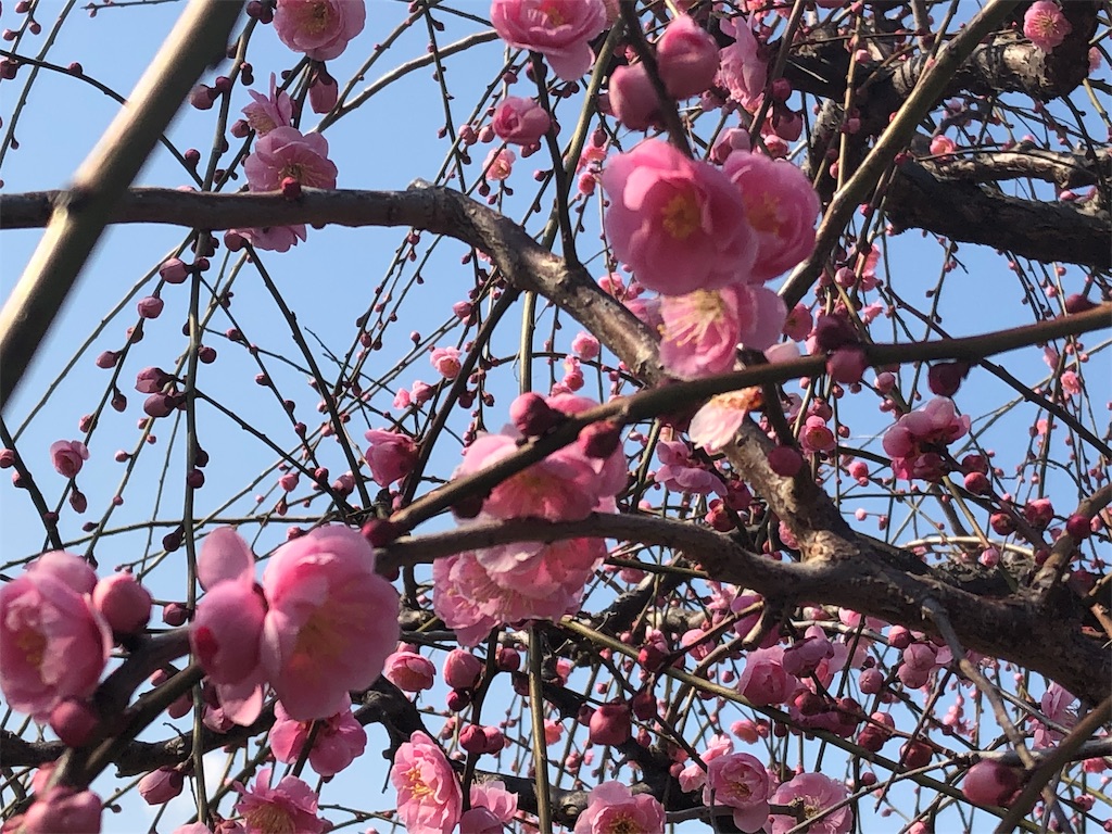 f:id:airura:20190218154656j:image f:id:airura:20190218154656j:image