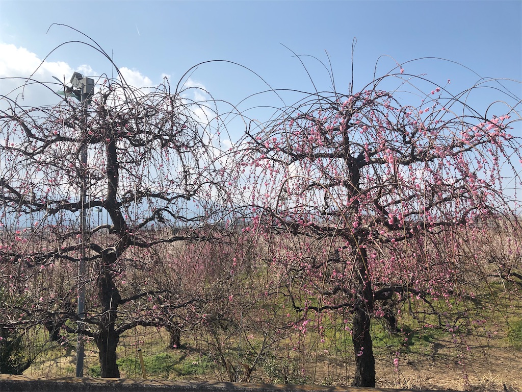 f:id:airura:20190218154659j:image f:id:airura:20190218154659j:image