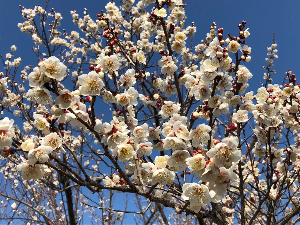 f:id:airura:20190218202106j:image f:id:airura:20190218202106j:image