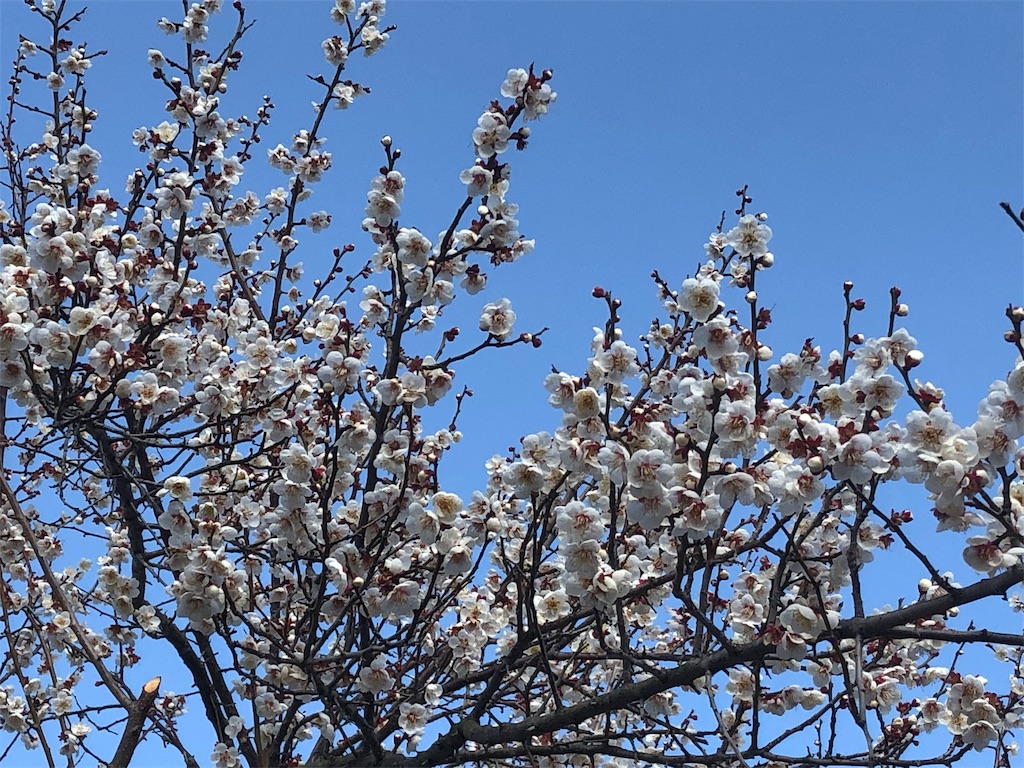 f:id:airura:20190218202205j:image f:id:airura:20190218202205j:image