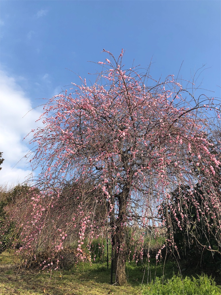 f:id:airura:20190218205517j:image f:id:airura:20190218205517j:image