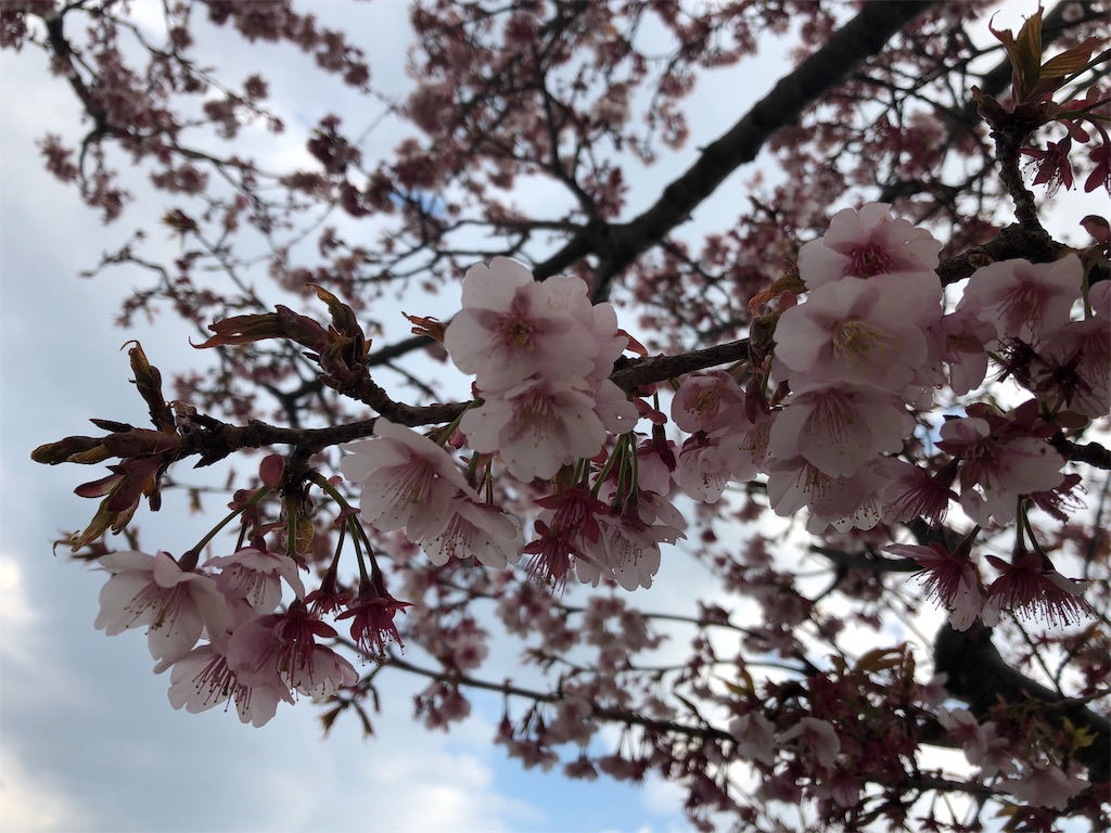 f:id:airura:20190218213147j:image f:id:airura:20190218213147j:image