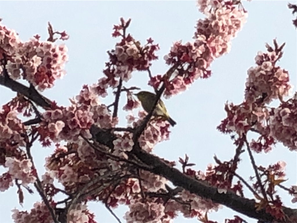 f:id:airura:20190218213156j:image f:id:airura:20190218213156j:image