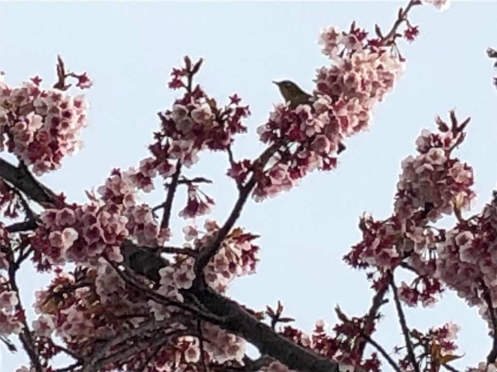 f:id:airura:20190218213312j:image f:id:airura:20190218213312j:image