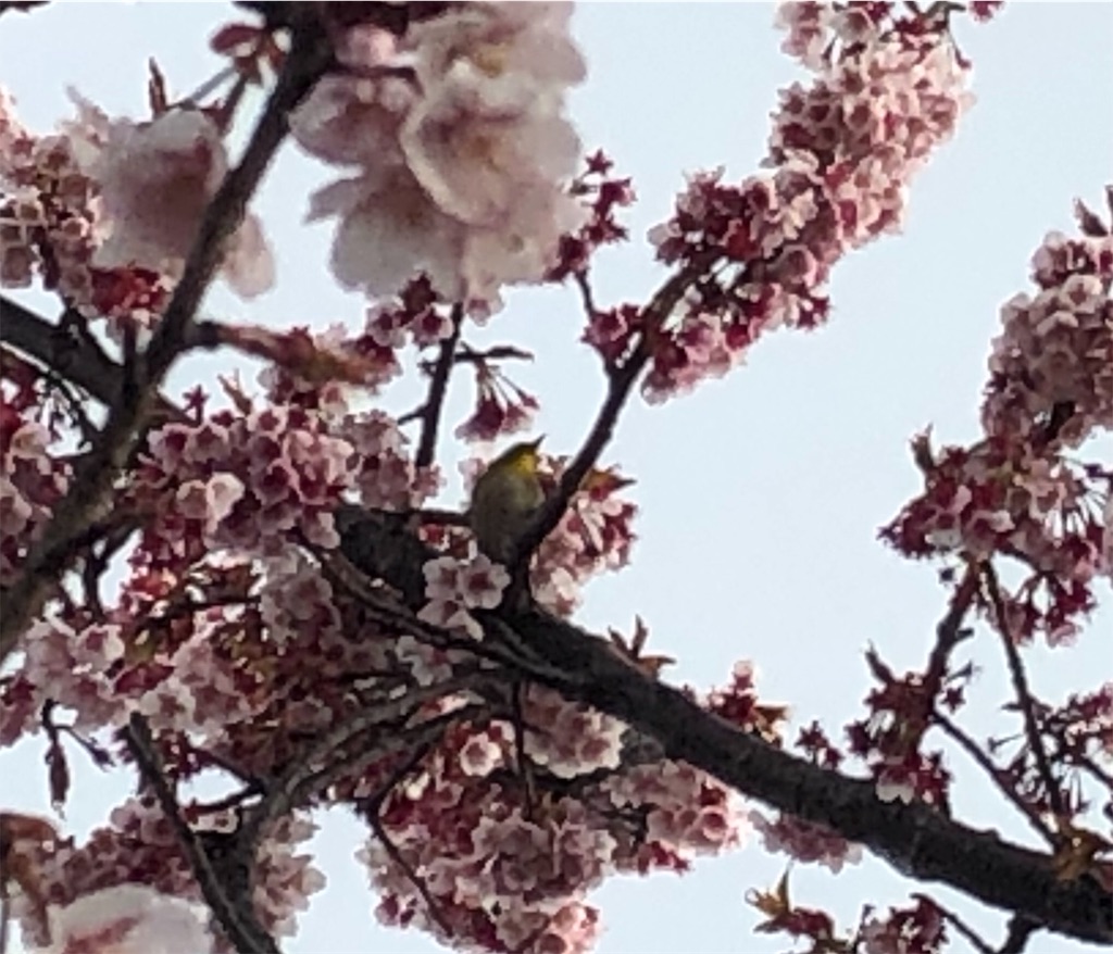 f:id:airura:20190218214022j:image f:id:airura:20190218214022j:image
