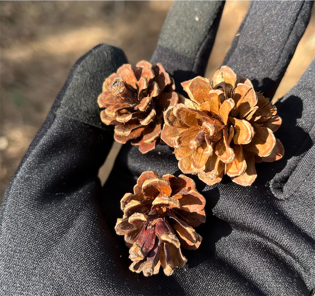 f:id:airura:20240317160217j:image