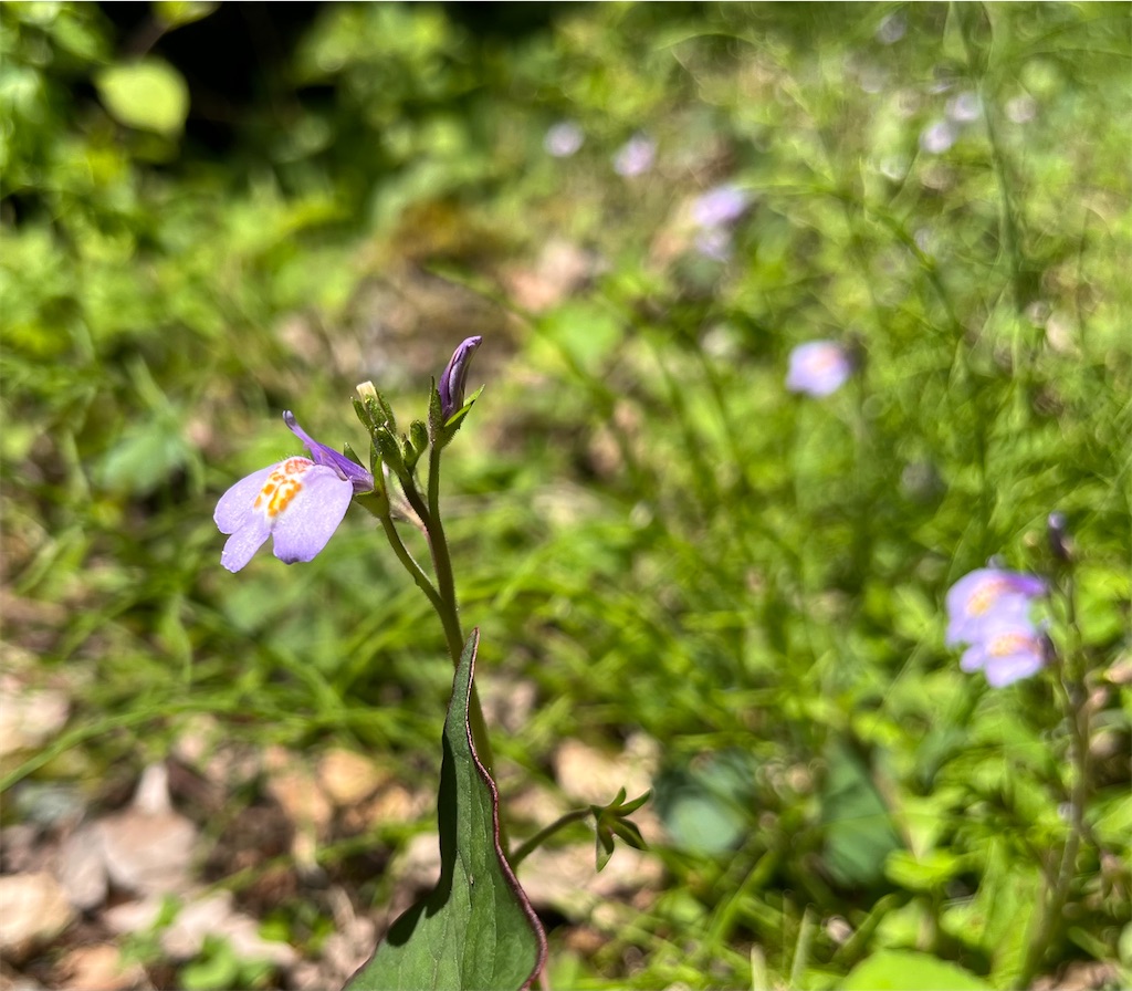 f:id:airura:20260503221910j:image