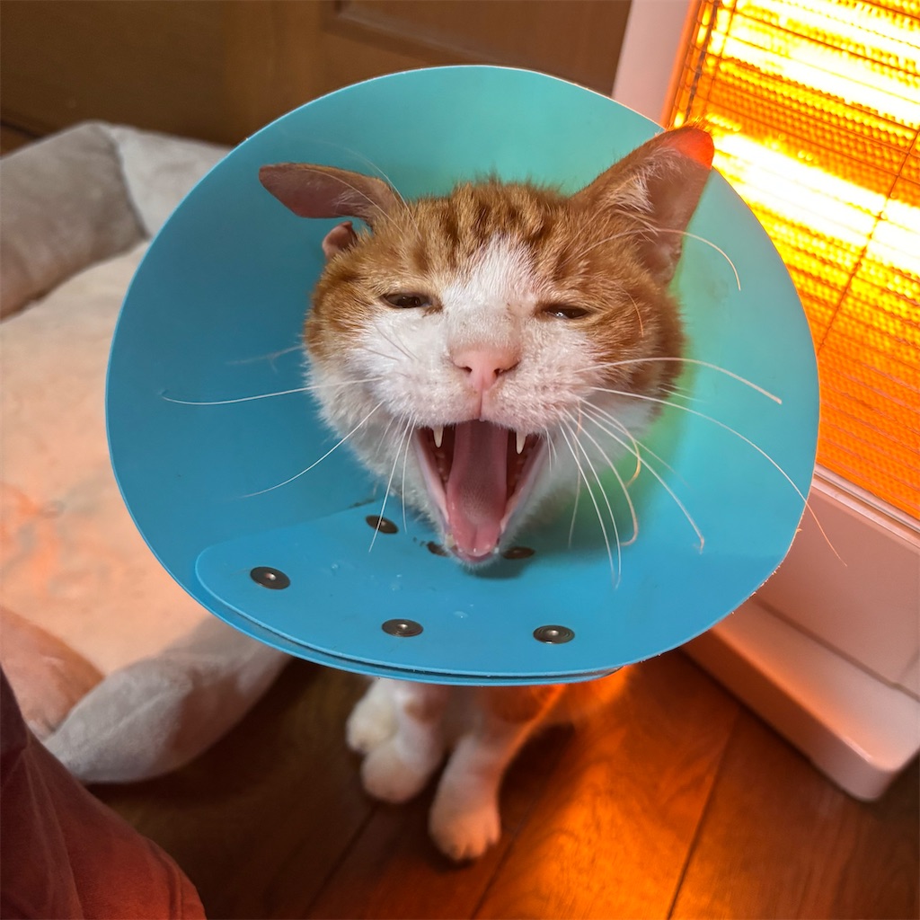 f:id:airwave221:20251214065416j:image