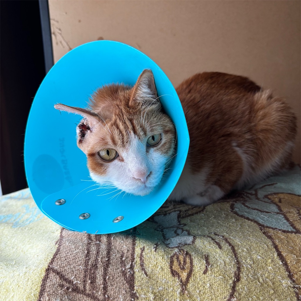 f:id:airwave221:20260104205401j:image f:id:airwave221:20260104205401j:image