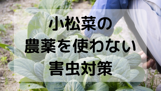 家庭菜園 農薬を使わずに 小松菜の害虫対策をする方法は いつもお外はぽっかぽか