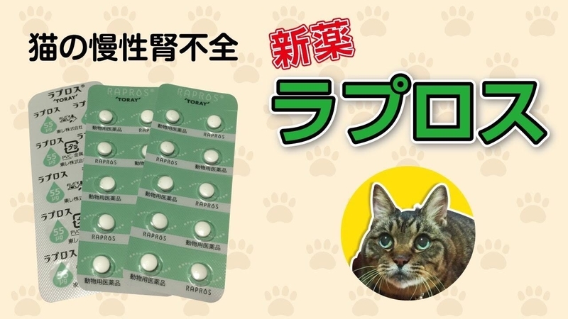 猫の慢性腎不全 新薬 ラプロス Chronic Renal Failure In Cats Rapros Of New Drugs あいさんチャンネル