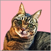 f:id:aisan0515:20200519073526j:plain f:id:aisan0515:20200519073526j:plain