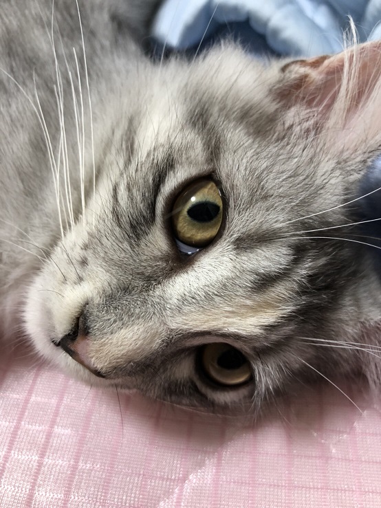 f:id:aisha_codante:20180908134243j:plain