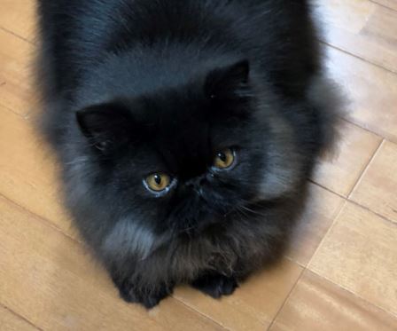 f:id:aisha_codante:20180921104330j:plain