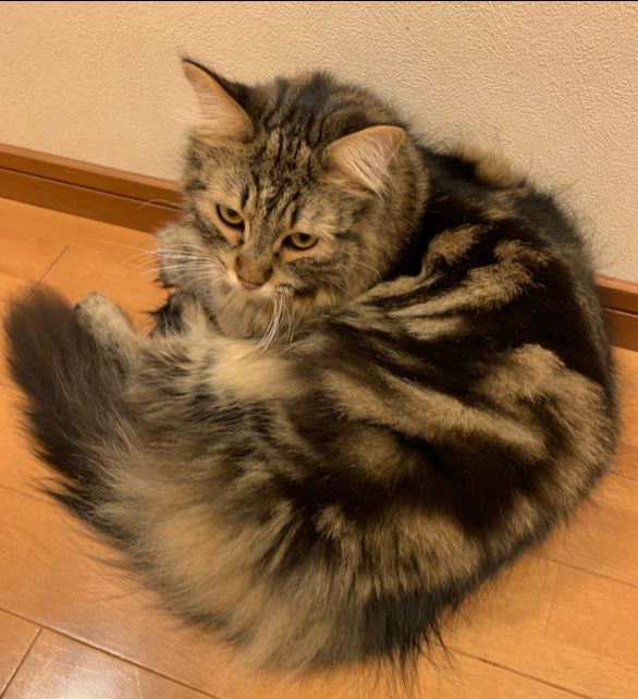 f:id:aisha_codante:20181101100935j:plain