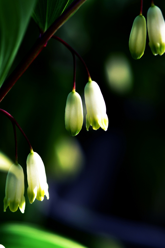 「月のひかり」　Nikon D90 / Micro-Nikkor 105mm f2.8