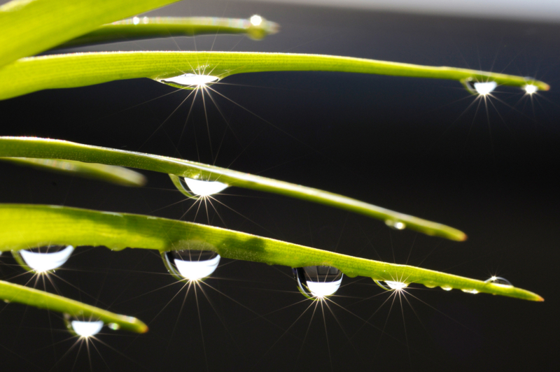 「太陽がいっぱい」　Nikon D800 / Micro-Nikkor 105mm f2.8