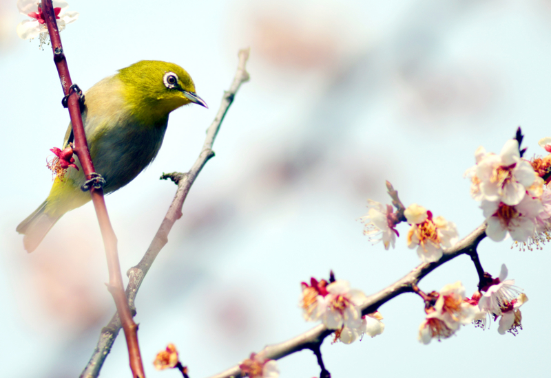 「春の詩」　Nikon D800 / Nikkor 300mm f4