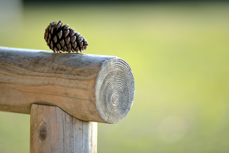 「忘れ物」　Nikon D800 / Nikkor 180mm f2.8