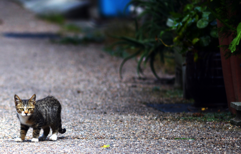 「路地裏の視線」　Nikon D800 / Nikkor 300mm f4