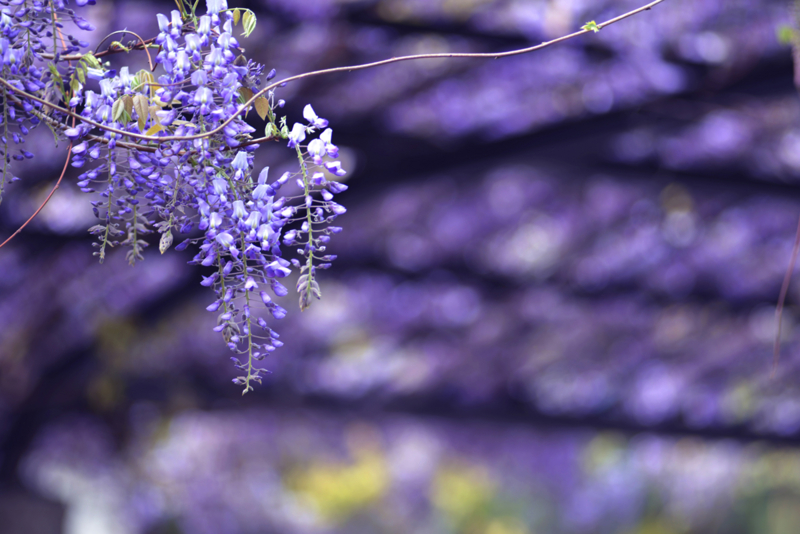 「藤棚」　Nikon D800 / Nikkor 180mm f2.8