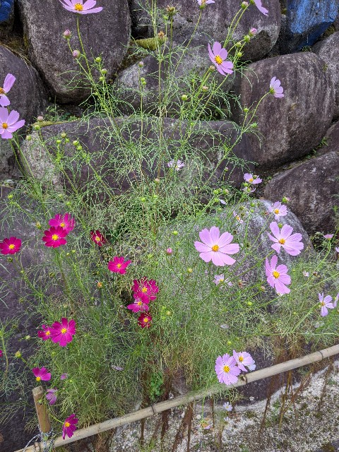 f:id:aitolerance:20200925063725j:image