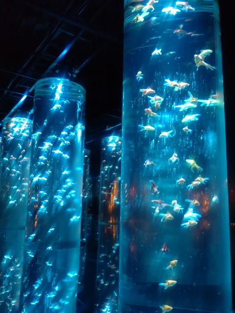 f:id:aitolerance:20230905154951j:image