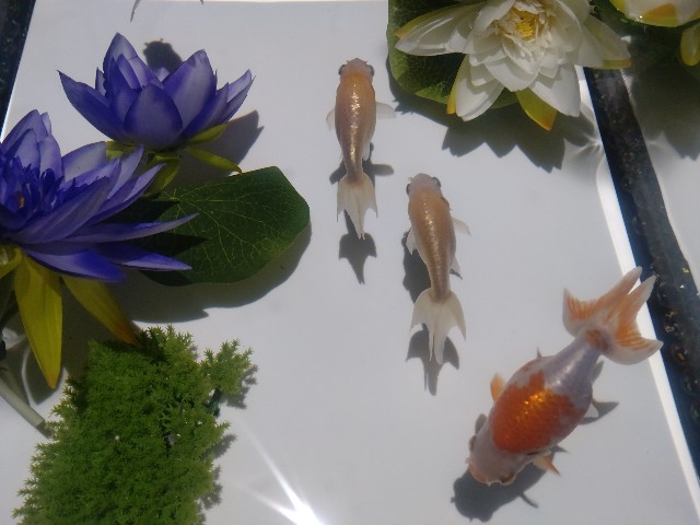 f:id:aitolerance:20230905155105j:image