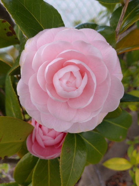 f:id:aitolerance:20250318192710j:image