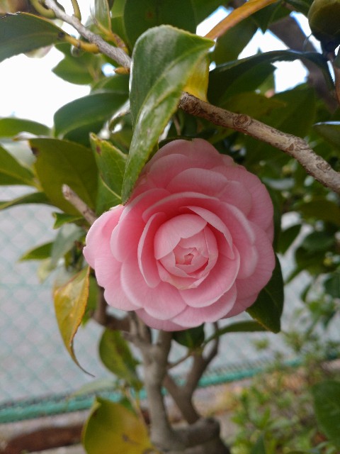 f:id:aitolerance:20250318192721j:image