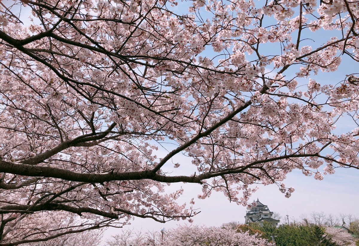 f:id:aitsu-factory:20190408113147j:plain f:id:aitsu-factory:20190408113147j:plain