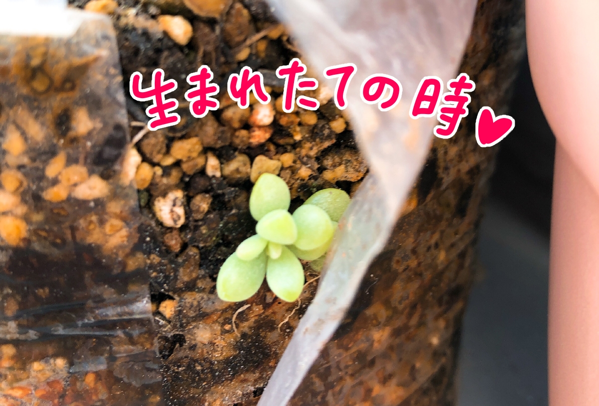 f:id:aitsu-factory:20200509090459j:plain