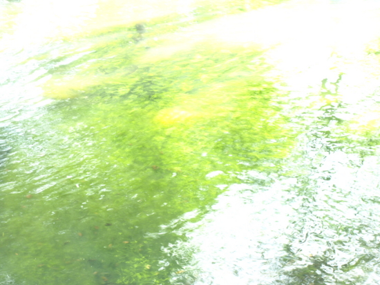 f:id:aiueobake:20100803073603j:image
