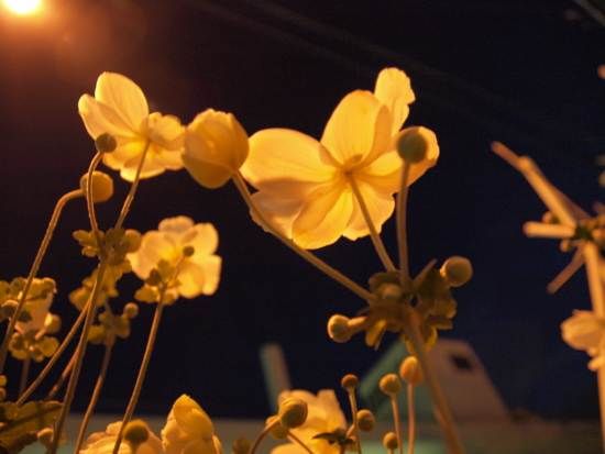 f:id:aiueobake:20110924181043j:image